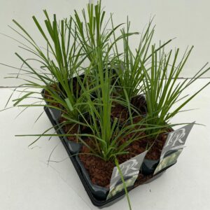 Cortaderia selloana Cortaderia mix in tray
(6 Plants/Order)(17cmP 50cmH)