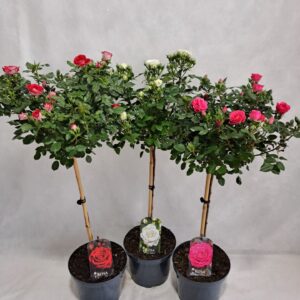Rosa mixkar Roos op stam Big Headed P23 55cm mix
(1 Plants/Order)(23cmP 100cmH)