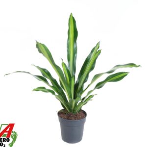 Dracaena Burley Dracaena Burley kopstek P24
(1 Plants/Order)(24cmP 90cmH)