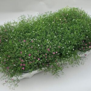 Gypsophila muralis Gypsophila pink/white
(8 Plants/Order)(13cmP 20cmH)
