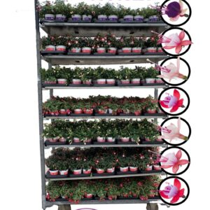 Fuchsia Bella Bella Fuchsia Mixkar Hang (Kleur per laag)
(12 Plants/Order)(10.5cmP 20cmH)