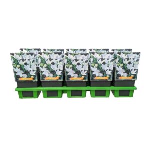 Platycodon grandiflorus Albus Platycodon grandiflorus Albus P11
(10 Plants/Order)(11cmP 25cmH)