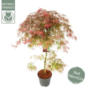 Acer palmatum Acer palm. 'Garnet'
(1 Plants/Order)(29cmP 110cmH)
