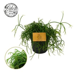 Rhipsalis Rhipsalis Cashero 12cm
(8 Plants/Order)(12cmP 20cmH)