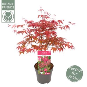 Acer palmatum Beni-maiko Acer palm. 'Beni-maiko'
(1 Plants/Order)(19cmP 55cmH)