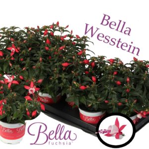 Fuchsia Bella Fuchsia Evita Bella Fuchsia 'Evita' ( Staand )
(12 Plants/Order)(10.5cmP 25cmH)
