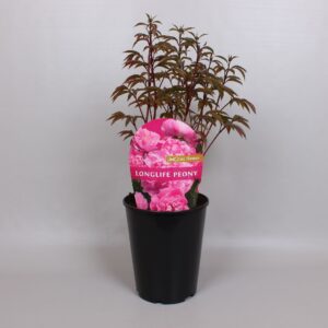 Paeonia Paeonia Premium Longlife 26CM pink
(1 Plants/Order)(26cmP 50cmH)