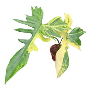 Philodendron Philodendron Kitina
(1 Plants/Order)(12cmP 30cmH)