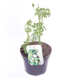 Dicentra spectabilis Alba Dicentra spectabilis Alba
(8 Plants/Order)(13cmP 30cmH)
