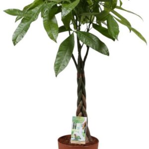Pachira aquatica Pachira vlecht -
(1 Plants/Order)(21cmP 100cmH)