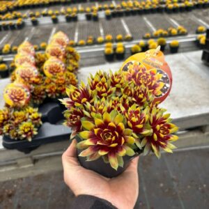 Sempervivum Chick Charms Gold Rush Chick Charms "Gold Rush"
(8 Plants/Order)(12cmP 14cmH)