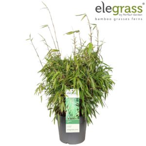 Fargesia rufa Fargesia rufa P23
(1 Plants/Order)(23cmP 100cmH)