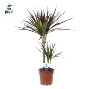 Dracaena Magenta Dracaena Magenta p17 30+10
(6 Plants/Order)(17cmP 70cmH)