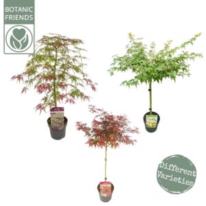 Acer palmatum Acer palm. diverse mix
(1 Plants/Order)(19cmP 80cmH)