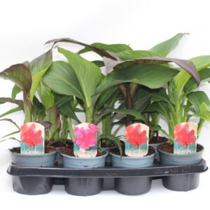 Canna Cannova Canna mix Zonder Flower p 14
(8 Plants/Order)(14cmP 35cmH)