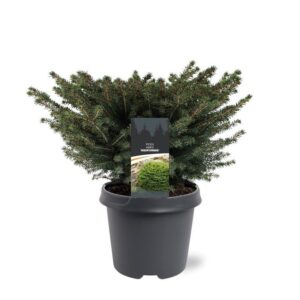 Picea abies Nidiformis Picea abies 'Nidiformis'
(1 Plants/Order)(23cmP 40cmH)
