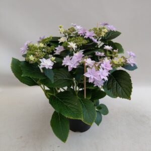Hydrangea Hovaria Hydrangea Hovaria Elleair Anniversary
(6 Plants/Order)(14cmP 45cmH)