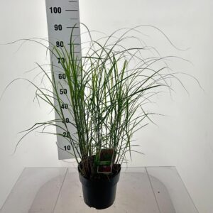 Miscanthus Red Chief Miscanthus sin. 'Red Chief'
(1 Plants/Order)(23cmP 70cmH)