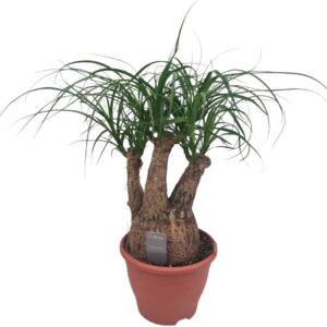 Nolina recurvata Beaucarnea 19 cm busch
(1 Plants/Order)(19cmP 45cmH)