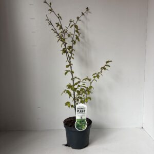 Parrotia persica Parrotia persica - gestokt
(1 Plants/Order)(19cmP 110cmH)