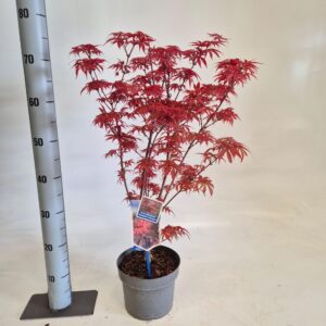 Acer palmatum Skeeters Broom Acer pal. 'Skeeters Broom'
(1 Plants/Order)(19cmP 60cmH)