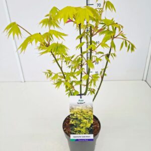 Acer shirasawanum Jordan Acer shir. 'Jordan' 30-40C3
(1 Plants/Order)(19cmP 50cmH)