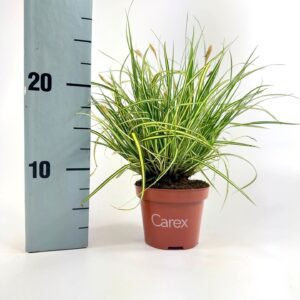 Carex hachijoensis Evergold Carex Evergold p10,5
(12 Plants/Order)(10.5cmP 20cmH)