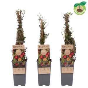 Vaccinium macrocarpon Early Black', P15
(10 Plants/Order)(15cmP 40cmH)