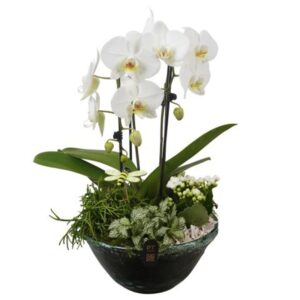 Indoor plants PTIG2719 Arrangement Indoor in Glas schaal
(2 Plants/Order)(26cmP 51cmH)