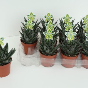 Aloe Tiki Tahi Aloë Tiki Tahi P9
(12 Plants/Order)(9cmP 17cmH)