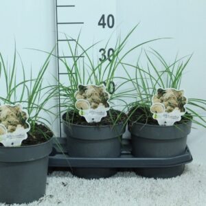 Miscanthus sinensis Ferner Osten Miscanthus sin. 'Ferner Osten' P19
(3 Plants/Order)(19cmP 35cmH)