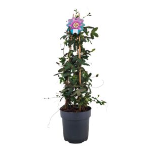 Passiflora Amethyst Beauty Passiflora Amethyst piramide p17
(6 Plants/Order)(17cmP 70cmH)