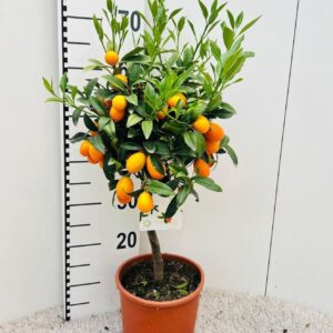 Fortunella margarita Citrus Kumquat Nagami on stem
(1 Plants/Order)(19cmP 65cmH)