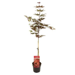 Acer palmatum Acer palm. 'Livy'
(1 Plants/Order)(19cmP 90cmH)