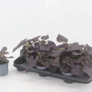 Ipomoea batatas Blackie Ipomoea black
(12 Plants/Order)(10.5cmP 20cmH)