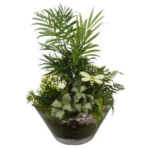 Indoor plants PTIG2677 Arrangement Indoor in Glas schaal
(2 Plants/Order)(26cmP 44cmH)