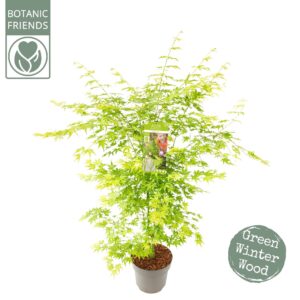 Acer palmatum Acer palm. 'Going Green'®
(1 Plants/Order)(29cmP 100cmH)