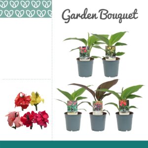 Canna Canna mix Zonder Flower
(10 Plants/Order)(12cmP 25cmH)