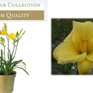 Hemerocallis Hemerocallis Yellow
(6 Plants/Order)(17cmP 45cmH)