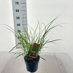 Miscanthus Red Chief Miscanthus sin. 'Red Chief'
(1 Plants/Order)(17cmP 40cmH)