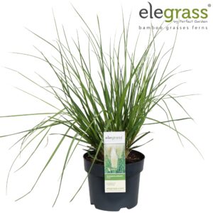 Cortaderia selloana Cortaderia selloana 'Evita' P19
(1 Plants/Order)(19cmP 70cmH)