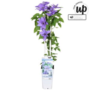 Clematis Clematis Parisienne Boulevard P15
(10 Plants/Order)(15cmP 65cmH)