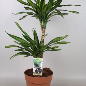 Dracaena Riki Dracaena Riki 45-15
(1 Plants/Order)(21cmP 70cmH)