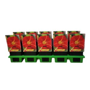 Hemerocallis Hemerocallis 'Red Rum' P11
(10 Plants/Order)(11cmP 25cmH)