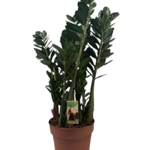 Zamioculcas zamiifolia Zamioculcas 8+ Feathers
(1 Plants/Order)(27cmP 100cmH)