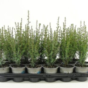 Juniperus communis Arnold Juniperus communis 'Arnold'
(18 Plants/Order)(9cmP 20cmH)