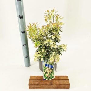Pieris japonica Variegata Pieris jap. ‘Variegata’
(1 Plants/Order)(19cmP 30cmH)