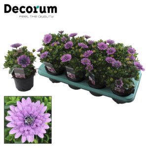 Osteospermum 3d Pink Osteospermum 3D Pink Decorum
(8 Plants/Order)(12cmP 25cmH)