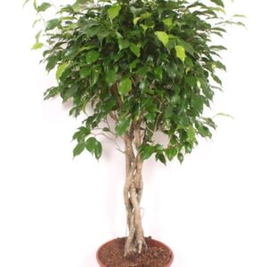 Ficus Exotica Ficus Exotica
(1 Plants/Order)(30cmP 140cmH)