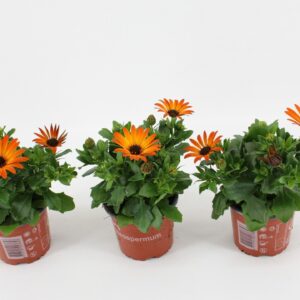 Osteospermum Dueostmaorflar Osteo Margarita Orange Flare
(12 Plants/Order)(10.5cmP 25cmH)